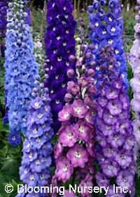 Delphinium elatum New Millennium Mix